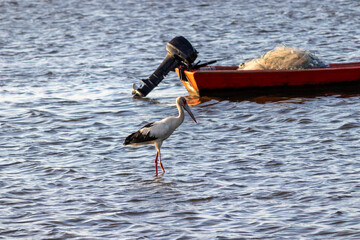 Maguari Stork walking at sunset in Laguna de Rocha, Uruguay.	