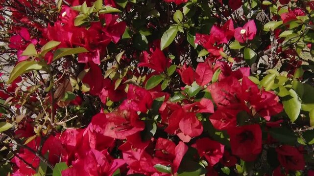 Flores paisagem l&acirc;mpada cruz &aacute;rvore