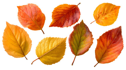 Fototapeta premium Colorful Autumn Leaves Collection