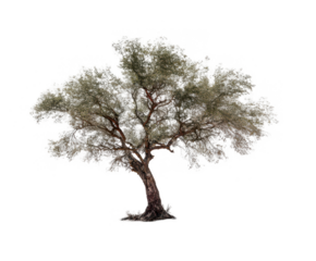dead tree with no leaves, isolated on a white background, png, transparent