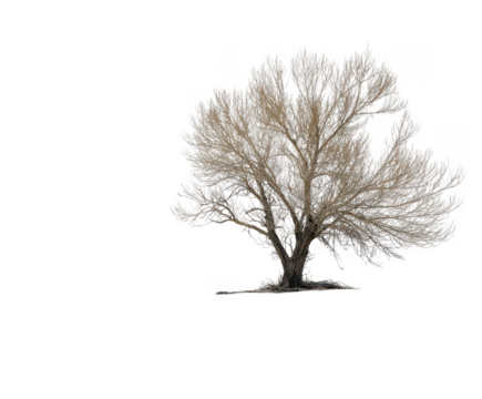 dead tree with no leaves, isolated on a white background, png, transparent
