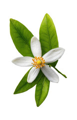 One white flower of an orange blossom with green leaves, isolated on a white background, png, transparent