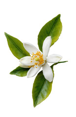 Obraz premium One white flower of an orange blossom with green leaves, isolated on a white background, png, transparent