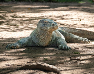 An old Komodo dragon standing still in the shadows, Komodo Island, Indonesia