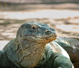 Closeup of a large Komodo dragon, Komodo Island, Indonesia