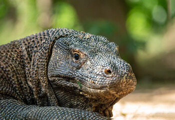 Portrait of a Komodo dragon, Komodo Island, Indonesia
