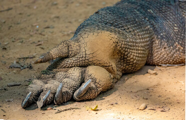 Closeup of the powerful paws and claws of a Komodo dragon, Komodo Island, Indonesia