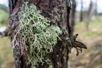 Detailed view of lichen growing on a tree trunk in a natural forest setting, illustrating nature's intricate patterns and textures.