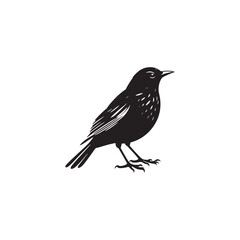 **"Elegant Common Blackbird Vector Silhouette: Classic Songbird Design Featuring Sleek Profile, Upright Posture, and Distinctive Beak in Clean, Minimalist Style for Crafts and Digital Art"**
