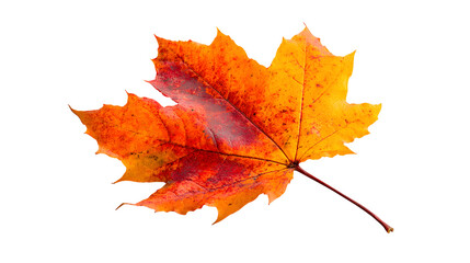 Obraz premium Vibrant Autumn Maple Leaf
