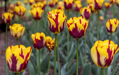 close up tulip flowers blooming in botanic garden growing spring beautiful nature colorful flower bloom nature
