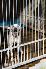 Adopt rescue dogs. Shelter dog need love and care. Homeless dog waiting for adoption in shelter...