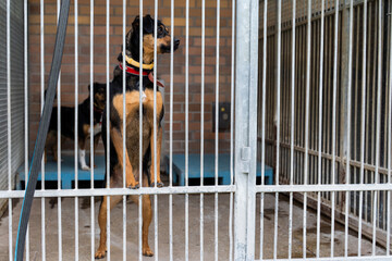 Shelter life of brown dog. Abandoned dog in rescue shelter, brown fur, loyal heart. Adopt, rescue,...