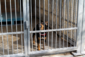 Homeless dog waiting for adoption in shelter cages. Shelter dog wait for adoption behind bars....