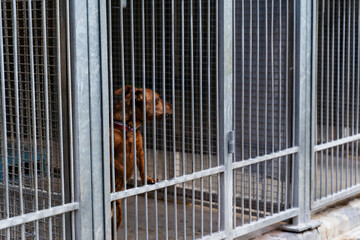 Homeless dog waiting for adoption in shelter cages. Shelter dog wait for adoption behind bars....
