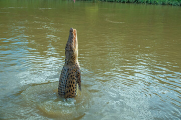 Standing ereect with the powerful force of its tail, a jumping crocodile reaches out to swallow a piece of meat, Adelaide river, Northern territory, Australia