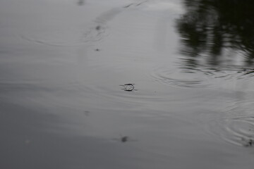 Water striders on the lake in raining day