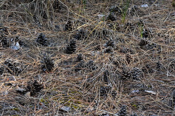 Pine cones on the ground in the forest, close-up
