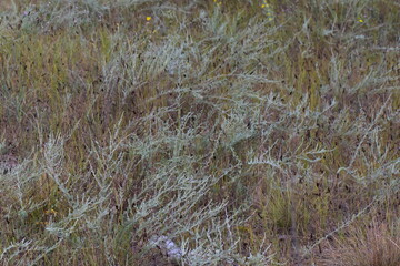 close up of grass in the field with dew drops on it
