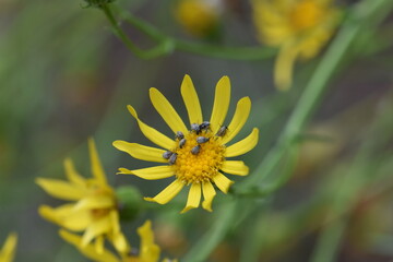 Yellow wildflowers in the forest on a background of dry grass
