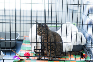 Cat housed in an animal shelter crate. Calm tabby cat resting inside pet adoption center cage. Cat...