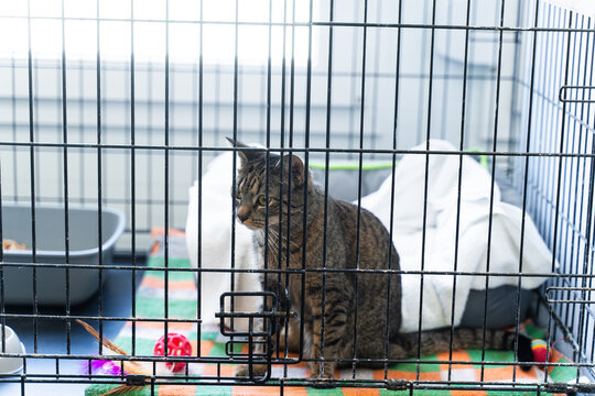 Cat housed in an animal shelter crate. Calm tabby cat resting inside pet adoption center cage. Cat in comfortable sleeping bed, inside shelter cage.