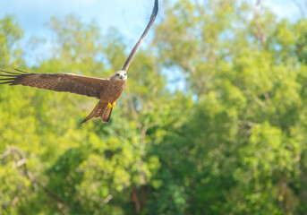 Sharply turning lack kite Adelaide river, Northern territory, Australia