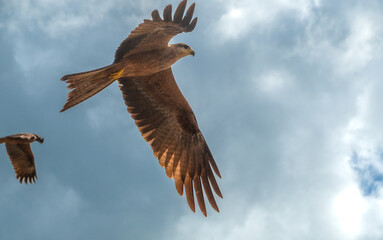Black kites in flight, Adelaide river, Northern territory, Australia