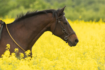 Portrait braunes Pferd im Raps