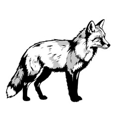 Fototapeta premium Stylized silver fox illustration isolated on white background