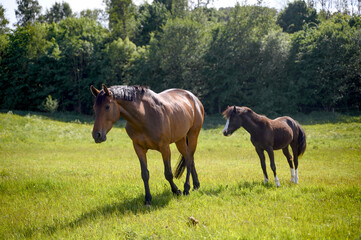 Obraz premium Two horses mare and foal on a meadow or pasture. Rural landscape Sweden