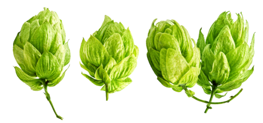 Hop cones isolated, white background, studio shot. Green hops used in brewing beer. Natural ingredient, herbal products for craft beer, organic cosmetics, aromatherapy. Packaging, advertising visuals