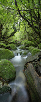 Stream in the forest, Yakushima island, Japan