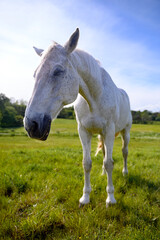 A portrait of a white horse grazing on a green pasture or meadow. Skane Sweden