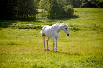 A white horse grazing on a green pasture or meadow. Skane Sweden