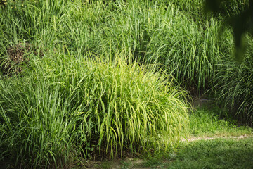 Lush green grass bushes in a sunlit garden: serene nature background with wild vegetation