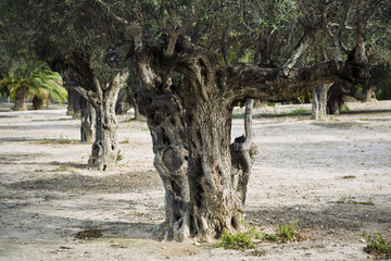 Ancient olive trees in sunlit mediterranean grove with weathered trunks