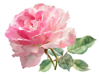 Soft pink rose with delicate petals and green leaves for design, cut out transparent