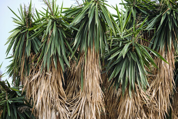Dense yucca plants with spiky green leaves and dry brown foliage in natural setting