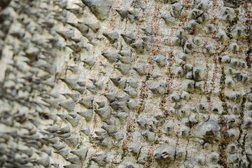 Close-up of thorn tree bark texture with spikes and natural patterns