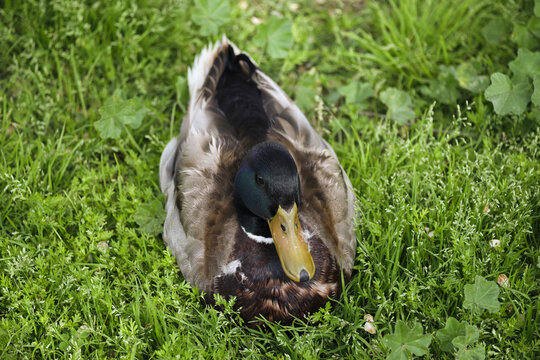 Vibrant mallard duck resting gracefully amid lush green grass - Powered by Adobe