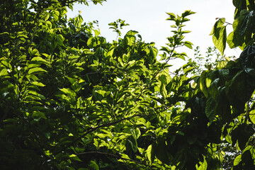 Lush green tree foliage under bright sunlight in a tranquil natural setting