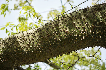 Prickly trunk of a silk floss tree in a bright green forest setting