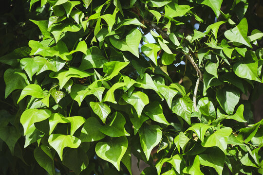 Lush green foliage of heart-shaped leaves in sunlit garden - Powered by Adobe