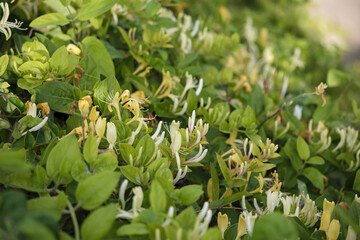 Blooming honeysuckle vines with lush green leaves in a sunlit garden setting