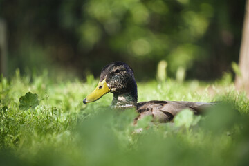 Obraz premium Peaceful duck resting on lush green grass in sunlit garden