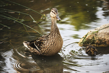 Serene duck and duckling in tranquil pond surrounded by nature