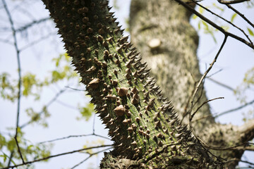 Close-up of thorny ceiba tree trunk in sunlit nature scene