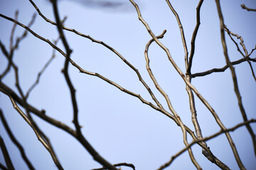 Bare tree branches against clear blue sky reflecting minimalist nature aesthetic