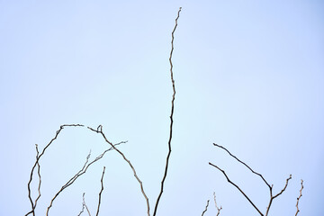 Minimalist silhouette of bare tree branches against clear sky